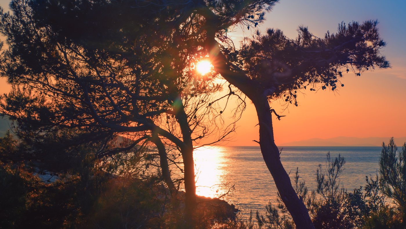 Sonne steht tief über dem Meer, Pinien im Gegenlicht — die Stunde des Sektempfangs auf Mallorca