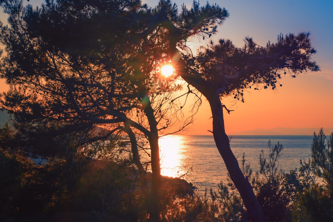 Sonnenuntergang über dem Meer durch Pinien, goldener Himmel und Lichtspur auf dem Wasser